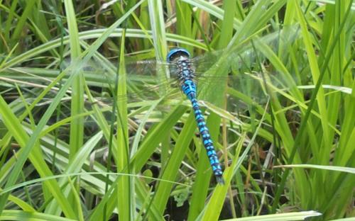 Réf. 278 508 : Aeshna affinis